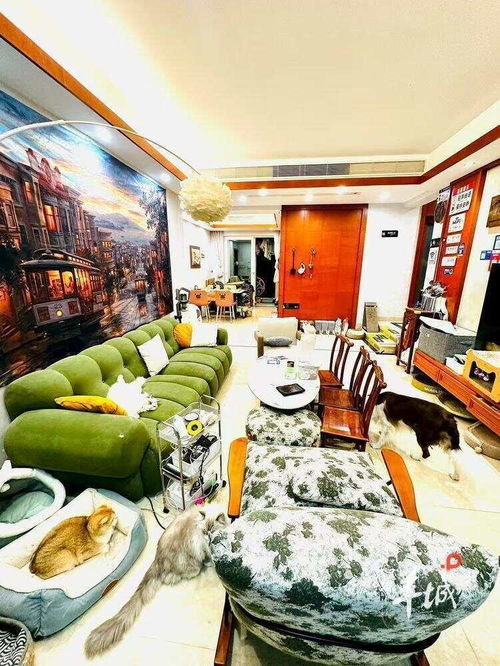 猫咪陪睡服务 广州民宿暖心新体验，住满5晚还能买走爱猫